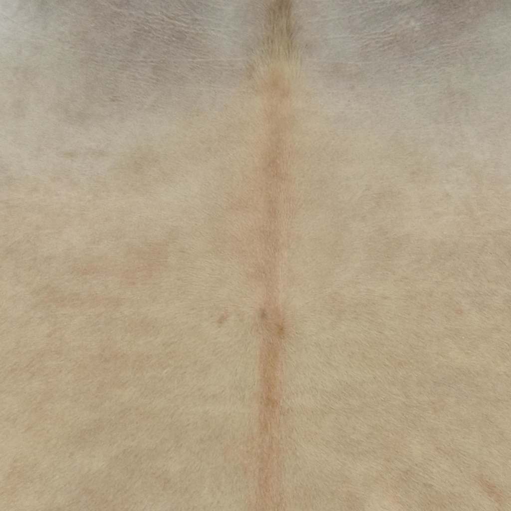 Tappeto in Vera Pelle Bovina Beige 180x220 cm