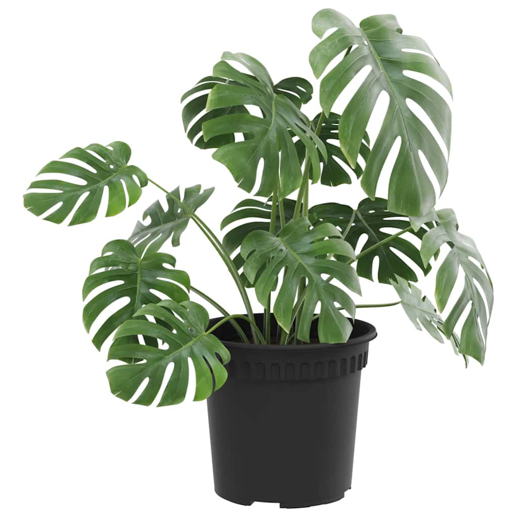 Vaso Rotondo per Fiori 6 pz Nero Ø 15 x 12 cm Plastica