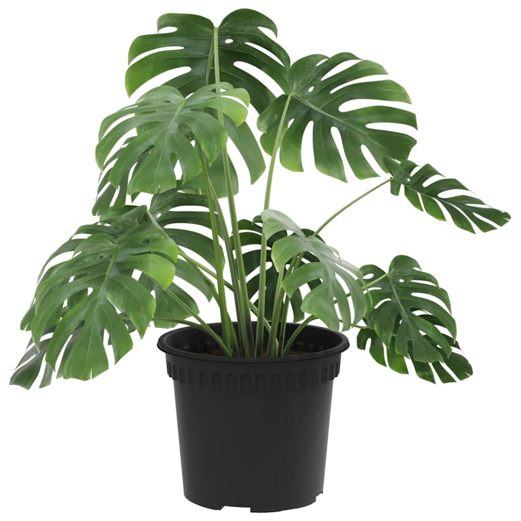 Vaso Rotondo per Fiori 24 pz Nero Ø 12,5 x 10 cm Plastica