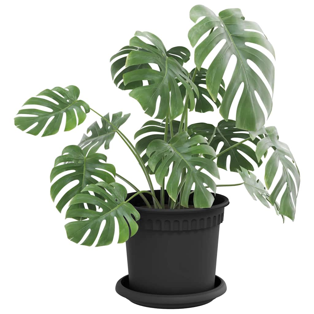 Vassoio Rotondo per Fiori 24 pz Nero Ø 14 x 2 cm Plastica