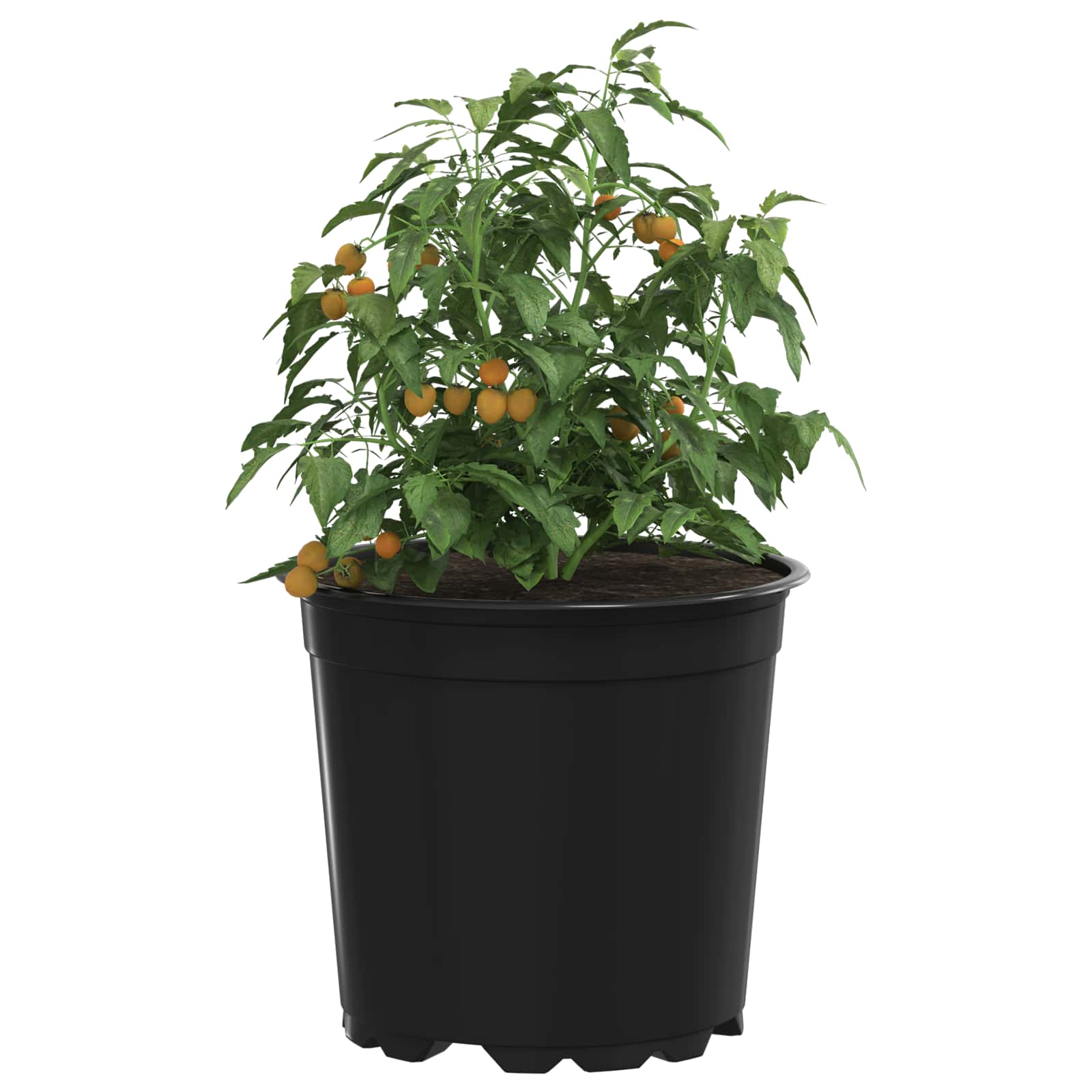 Vaso Rotondo per Fiori 50 pz Nero Ø 15 x 13 cm Plastica