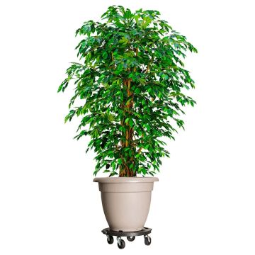 Carrelli per Piante con Ruote 5 pz Diametro 40 cm Neri 275 kg