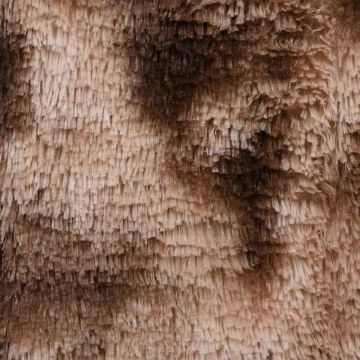 Tappeto Shaggy a Pelo Lungo Grigio Talpa 200x140 cm