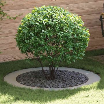 adatto per Anelli d'Albero Piatto 5 pz Argento Ø90/120 cm